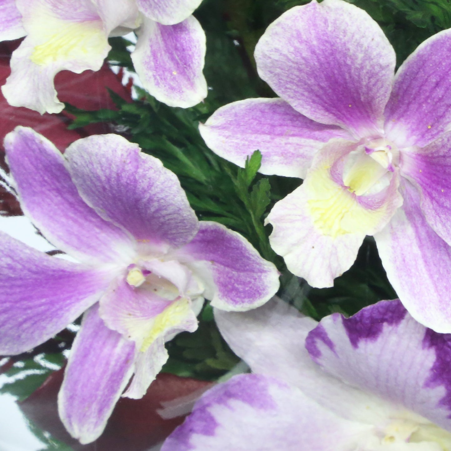 35753 Long-Lasting Purple Orchids, Limoniums with Greenery in a Flat Rugby Glass Vase - FIORA FLOWER