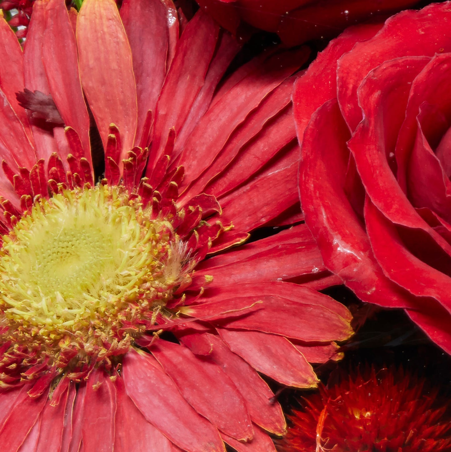 68614 Long-Lasting Roses and Gerbera in a Glass Vase