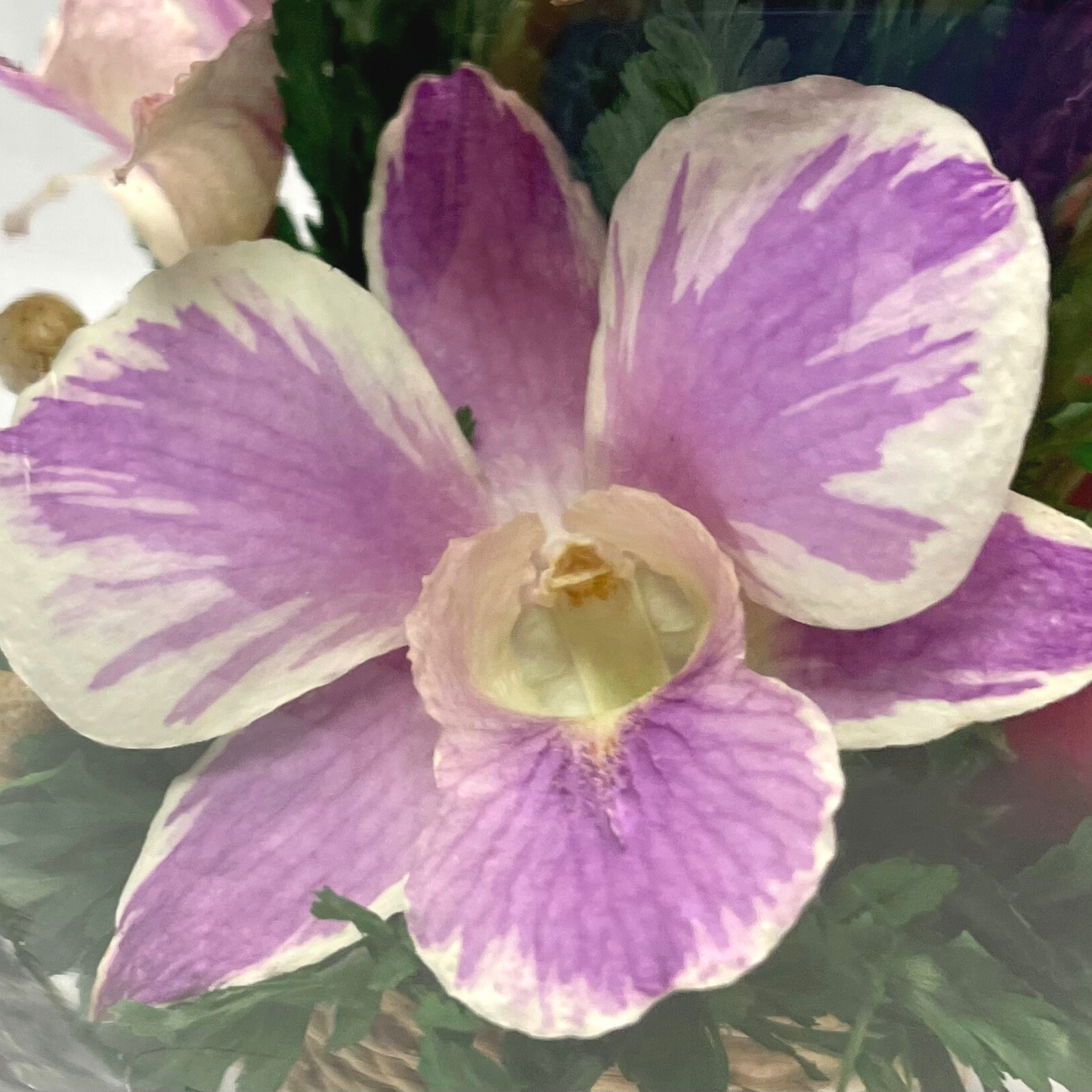 71836 Long-Lasting Roses and Orchids, in a Glass Vase