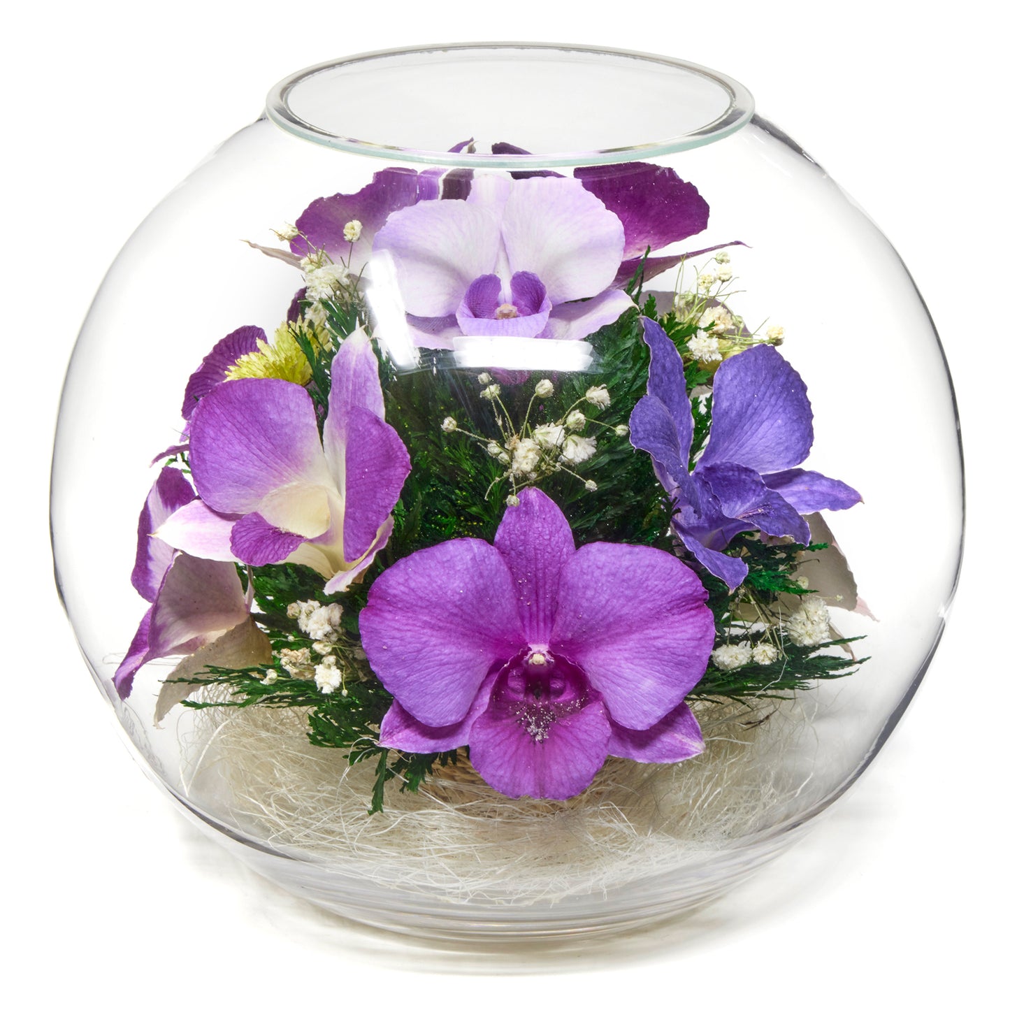 In Flores Veritas: Orchid Spectrum Bowl - Lasts up to 5 Years - Elegant Gift for Any Occasion